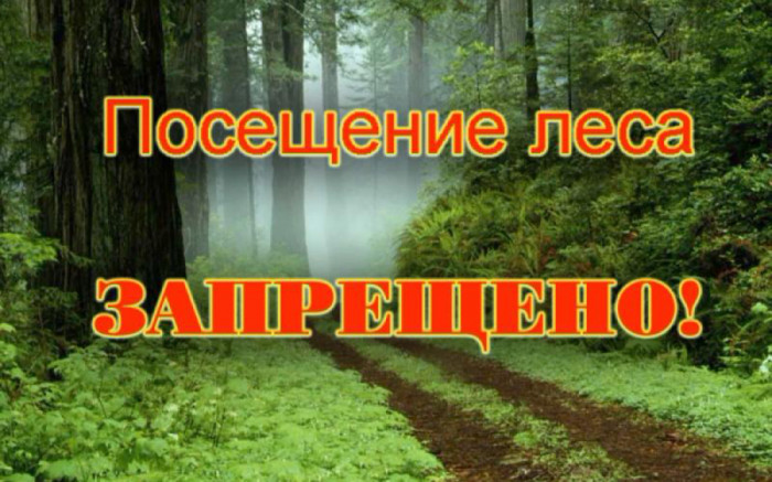 В лесных массивах находиться сейчас нельзя никому